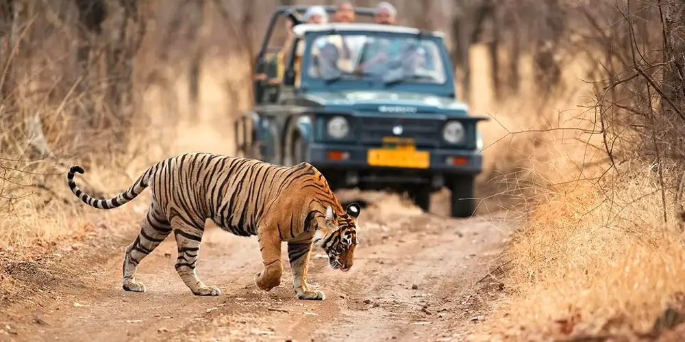 Ranthambore, Kanha and Kaziranga &ndash; India's Iconic Wildlife Destinations
